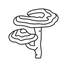 Reishi Mushroom.webp